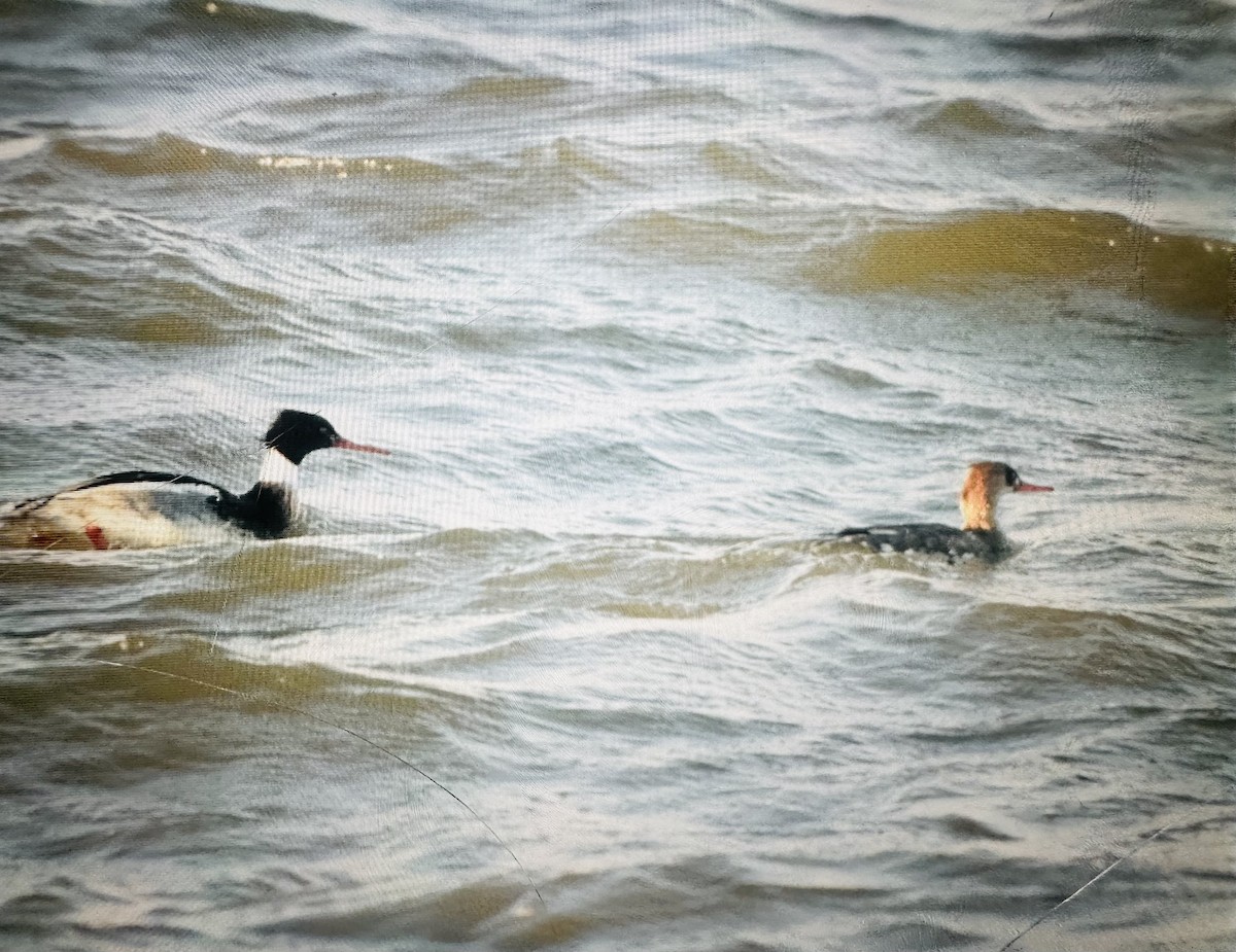 Serreta Mediana - ML647377541