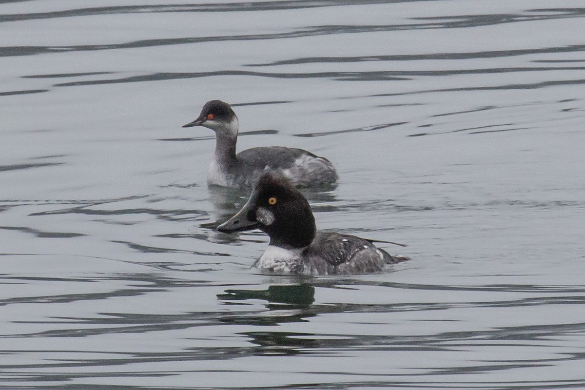 Eared Grebe - ML647377546