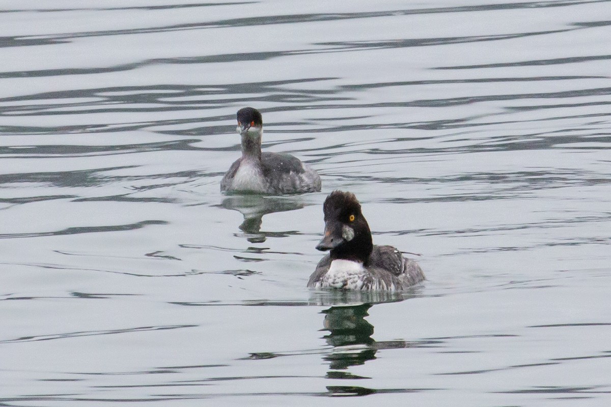 Eared Grebe - ML647377547