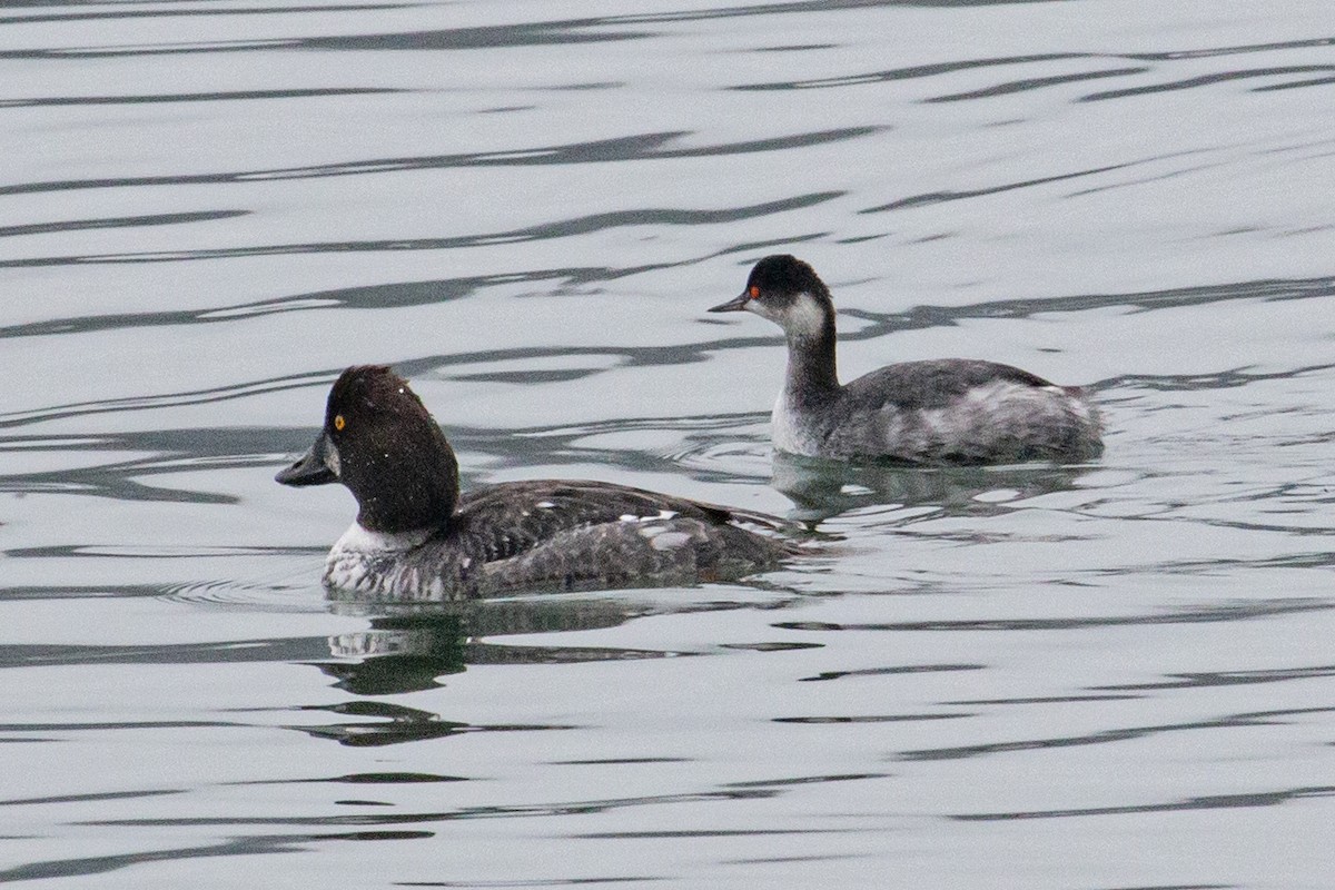Eared Grebe - ML647377548