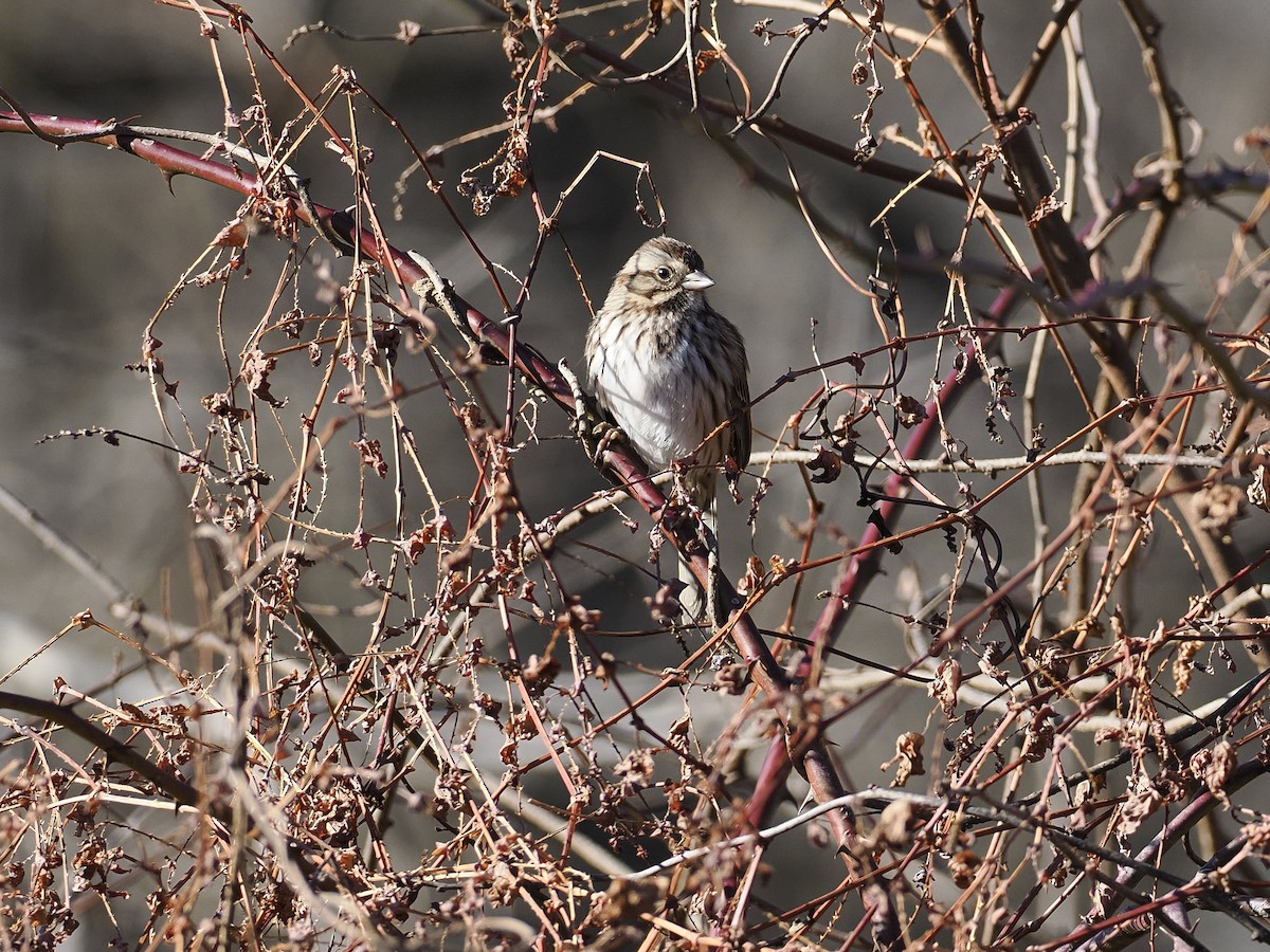 Song Sparrow - ML647377551