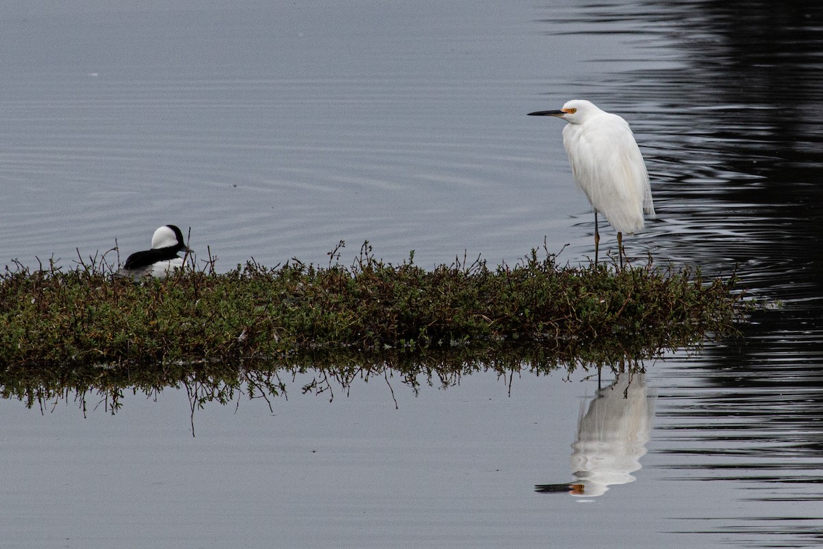 Snowy Egret - ML647377559