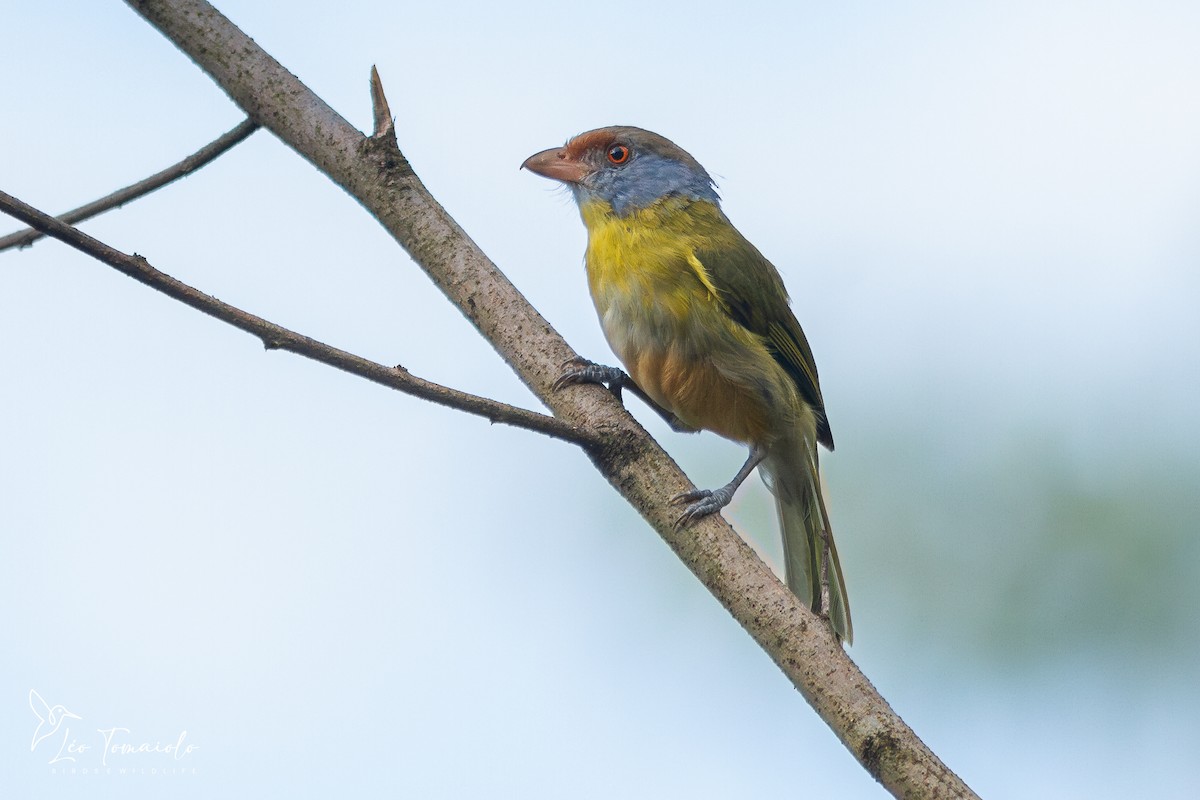 Rufous-browed Peppershrike - ML647377572