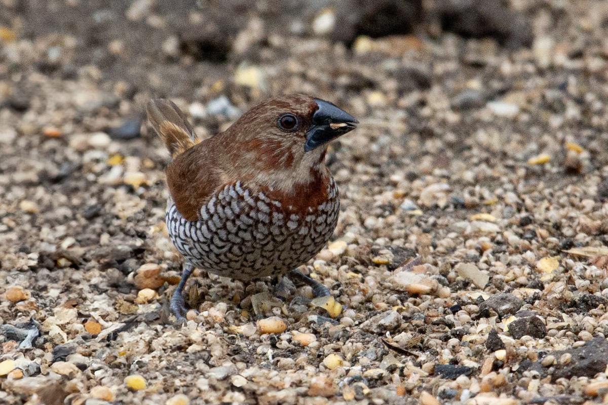Scaly-breasted Munia - ML647377573