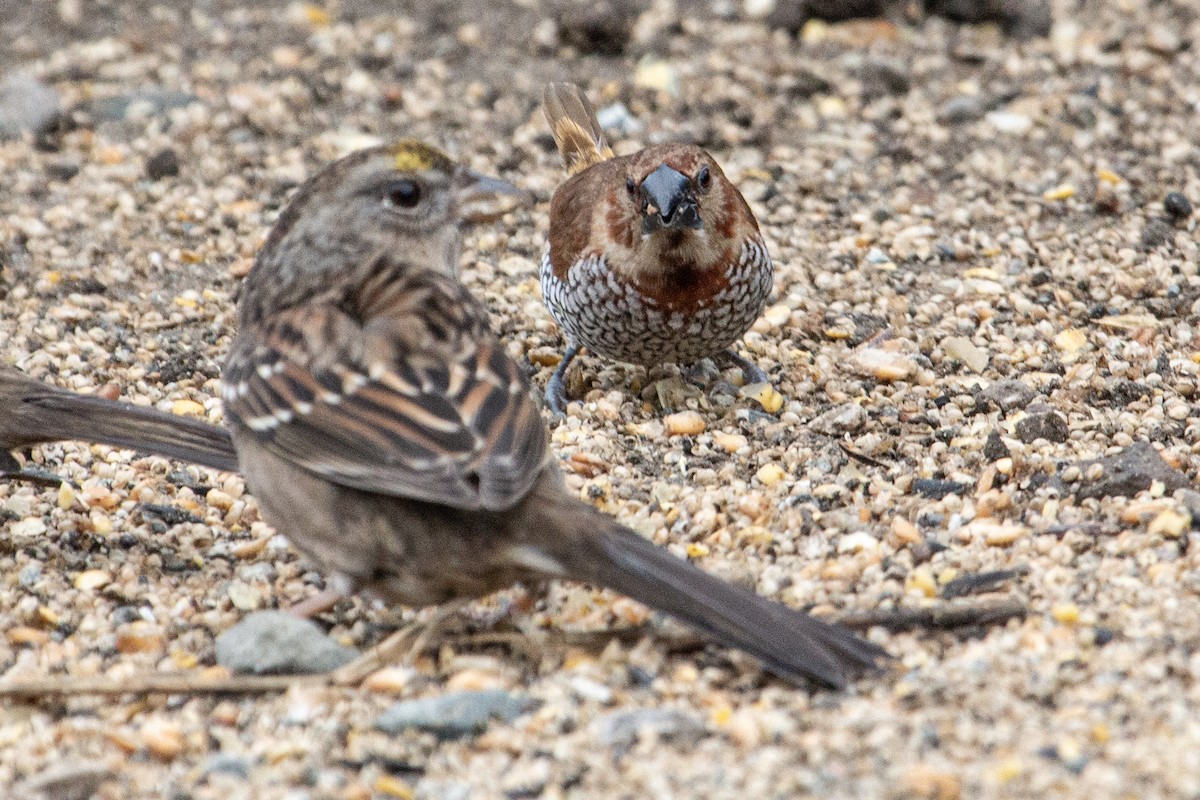 Scaly-breasted Munia - ML647377574