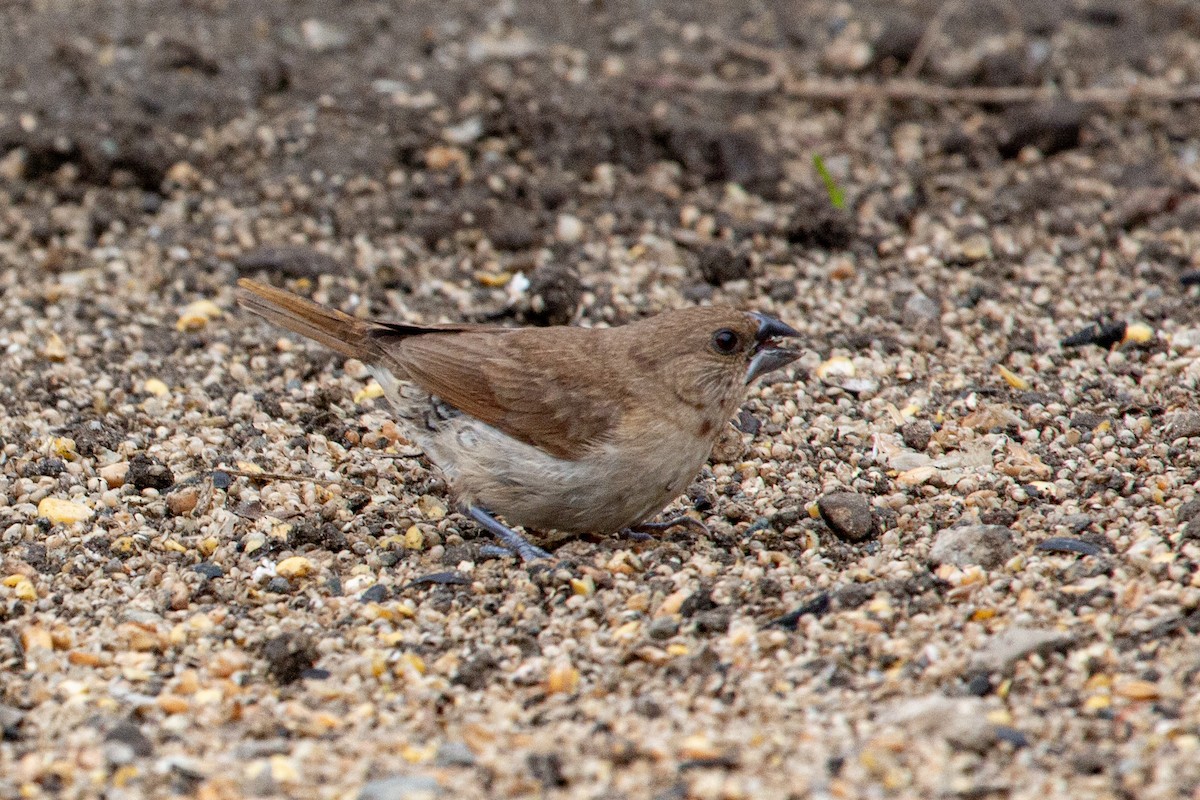 Scaly-breasted Munia - ML647377575