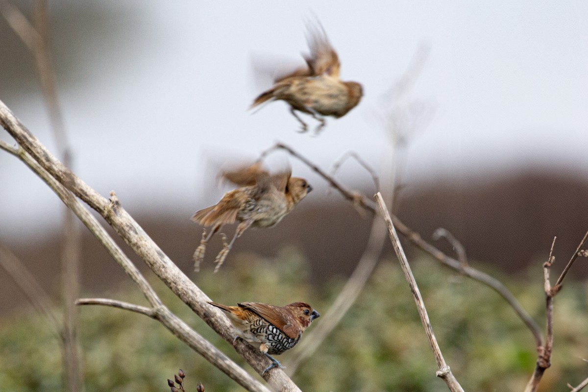 Scaly-breasted Munia - ML647377576