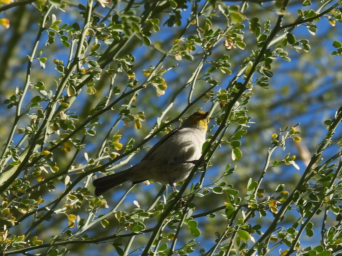 Verdin - ML647377579