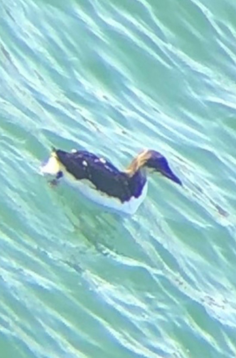 polarlomvi - ML647377587