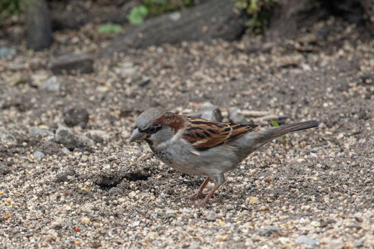 House Sparrow - ML647377594