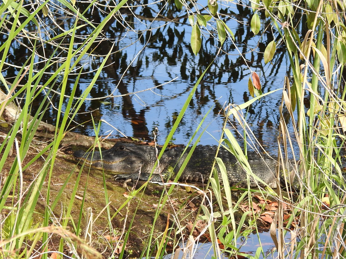 Mississippi-Alligator - ML647377599