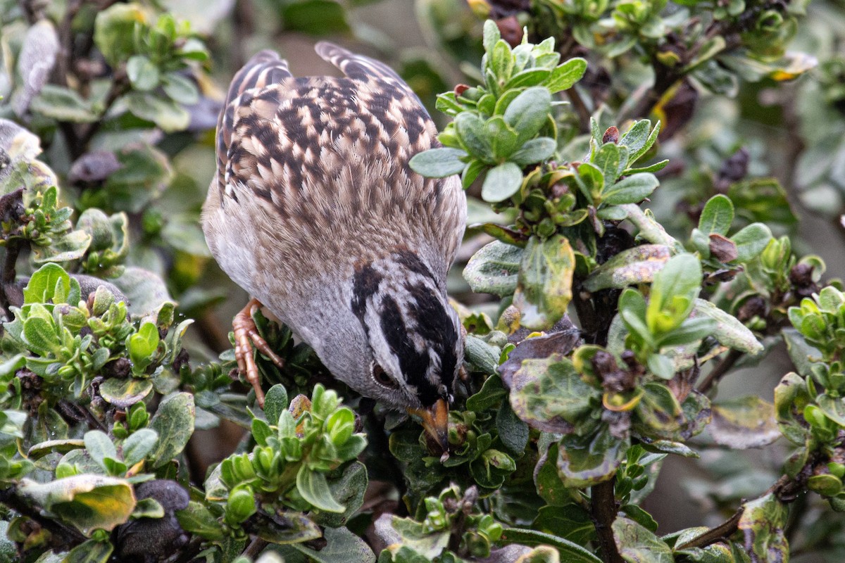 White-crowned Sparrow - ML647377600