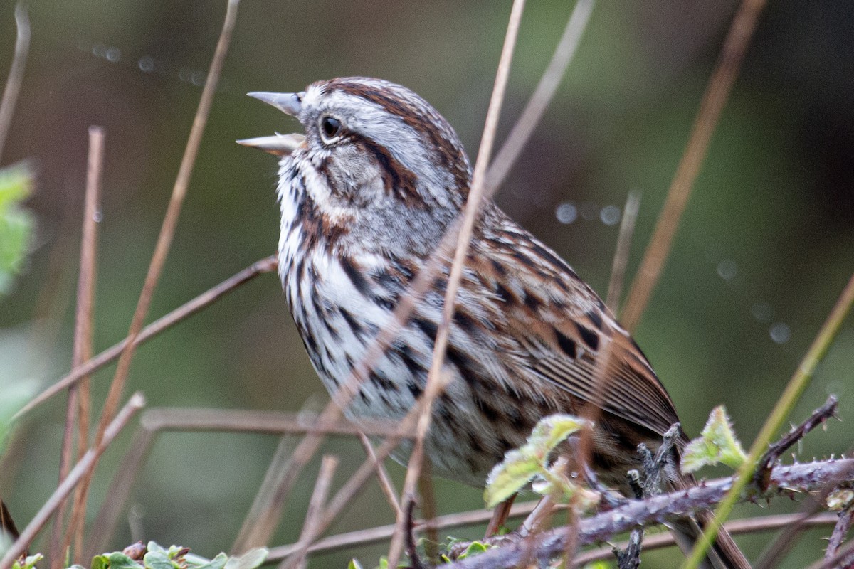 Song Sparrow - ML647377611