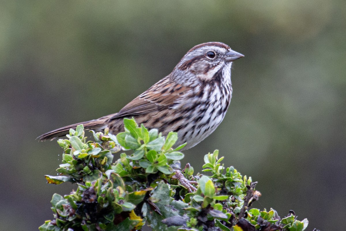 Song Sparrow - ML647377612
