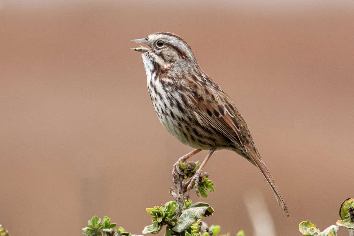 Song Sparrow - ML647377613