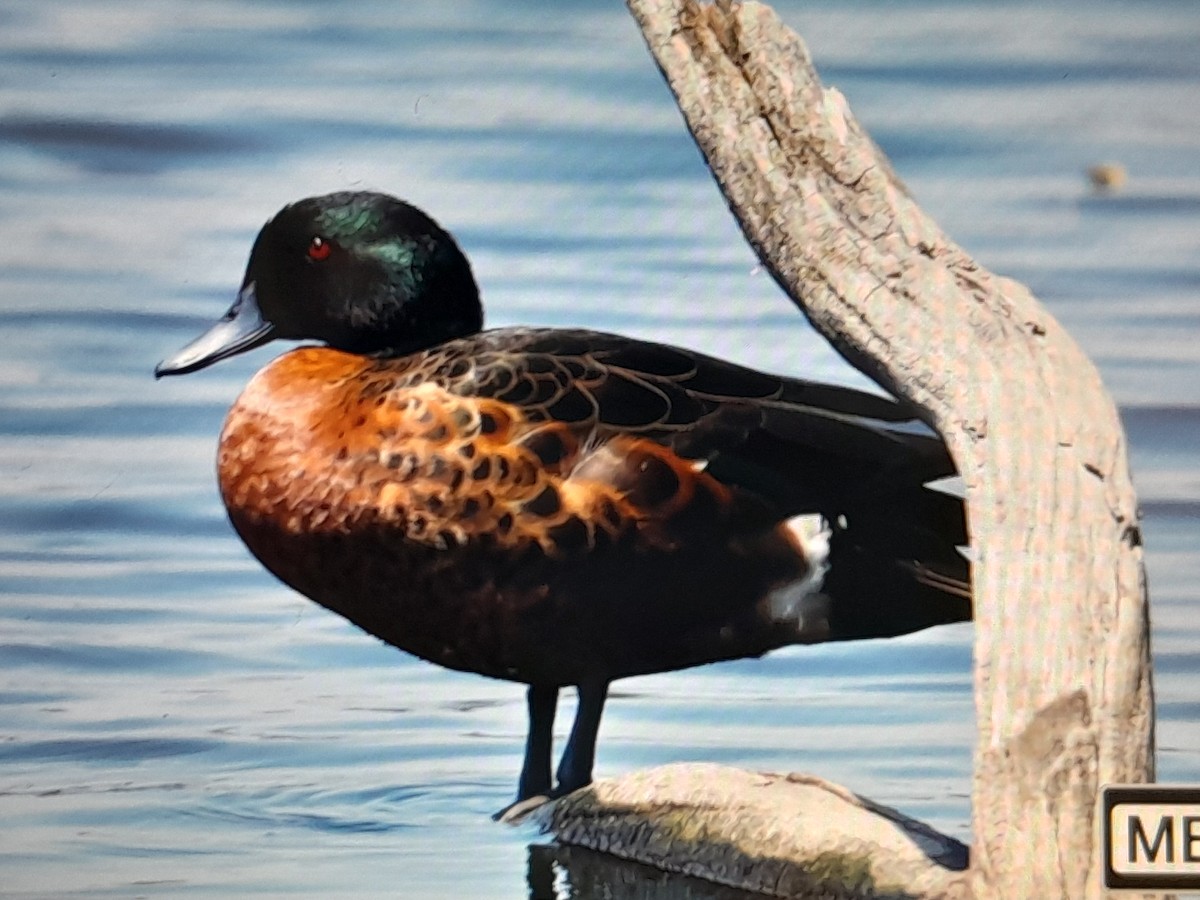 Chestnut Teal - ML647377624