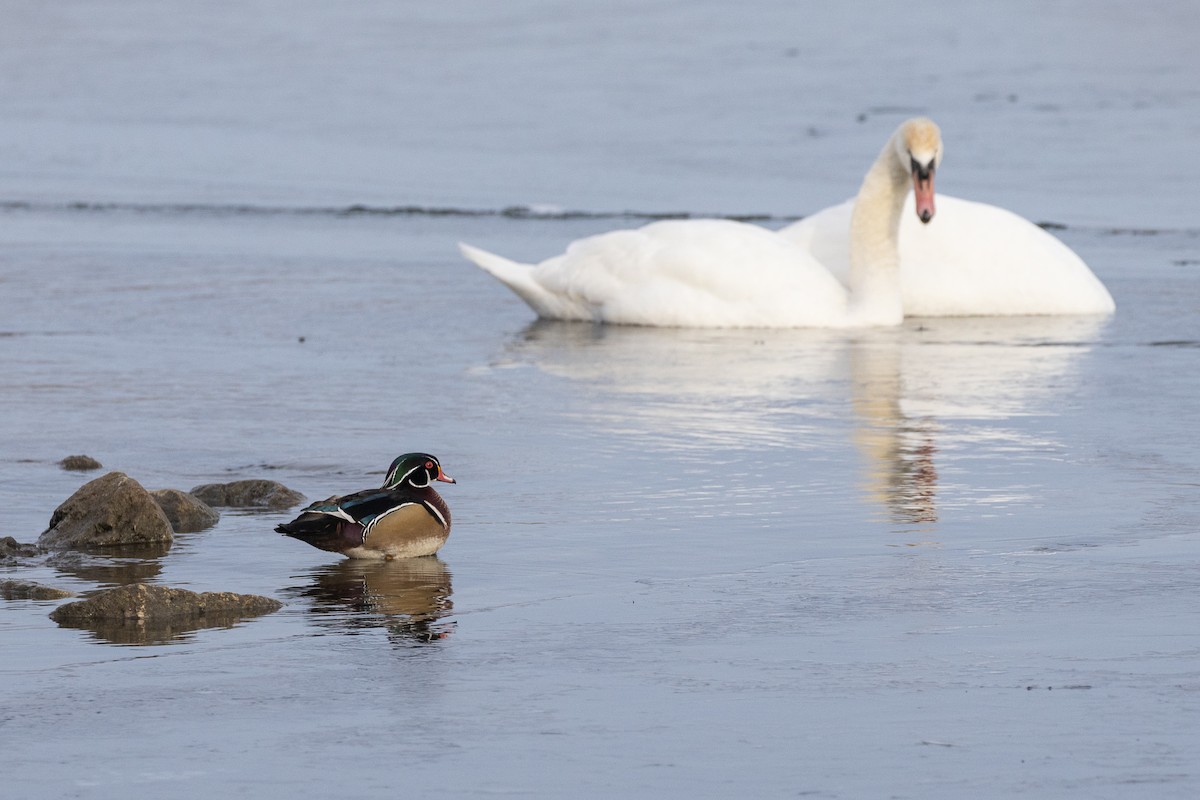 Canard branchu - ML647377636