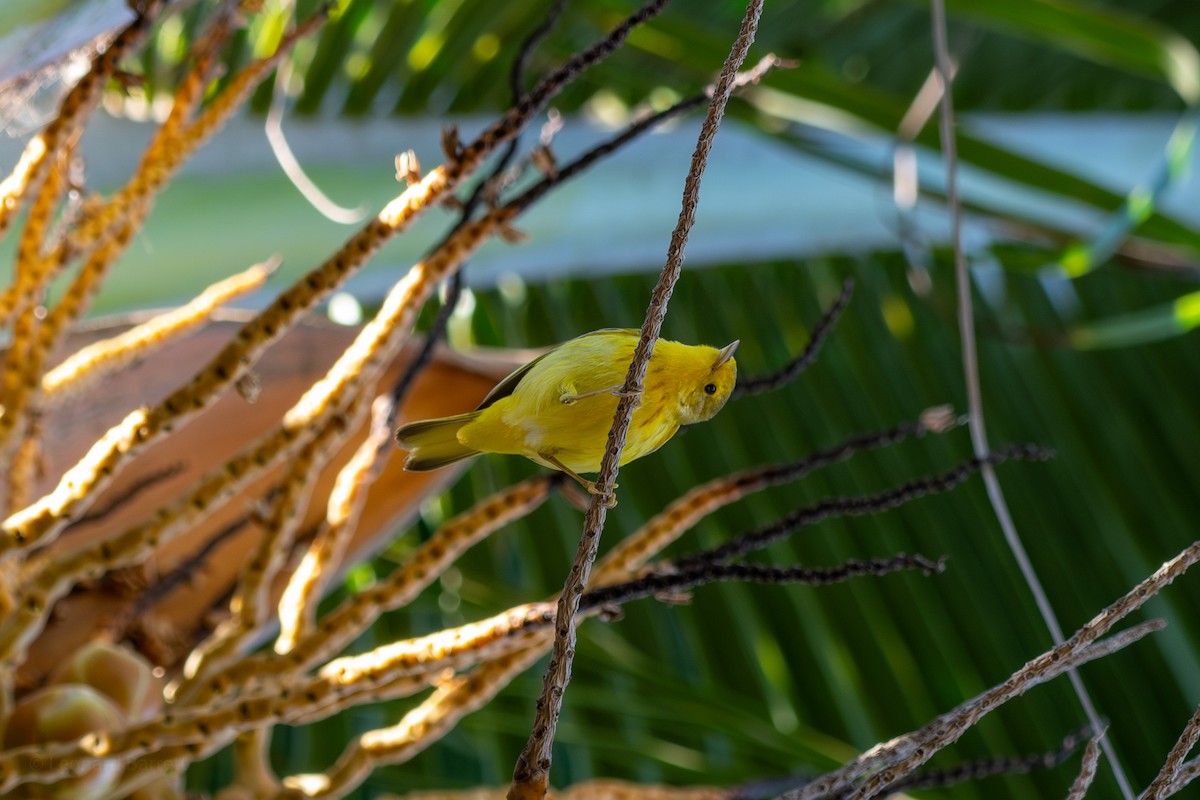 Northern Yellow Warbler - ML647377640