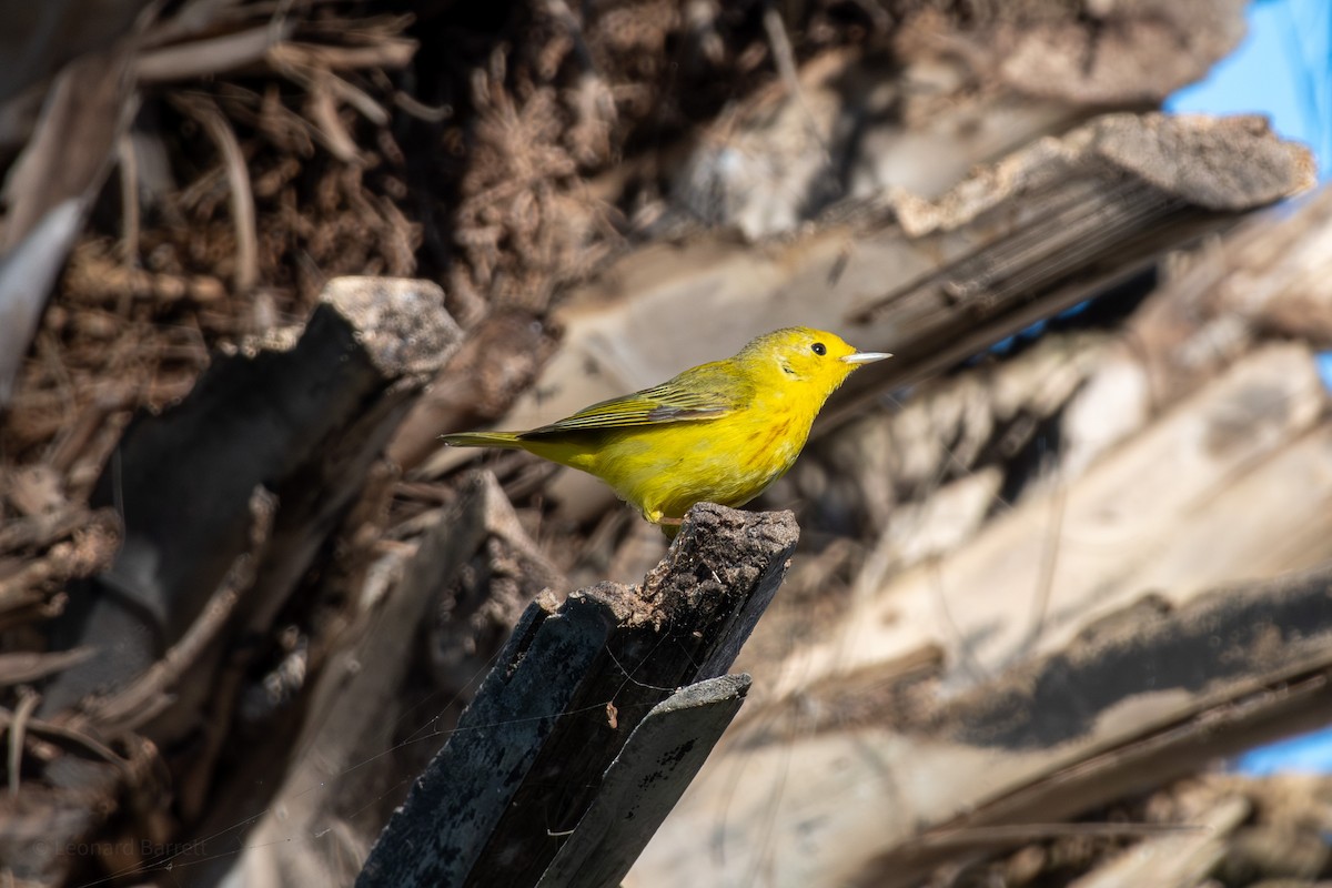 Northern Yellow Warbler - ML647377641