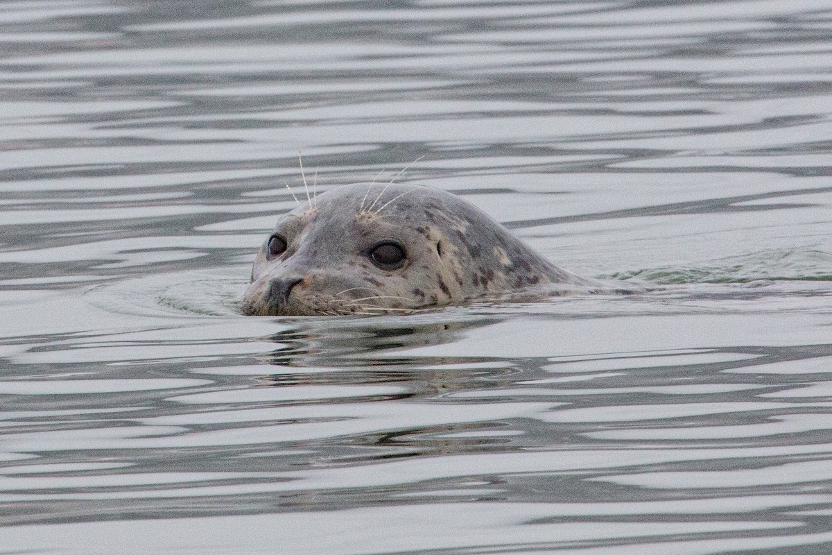 Pacific Harbor Seal - ML647377652