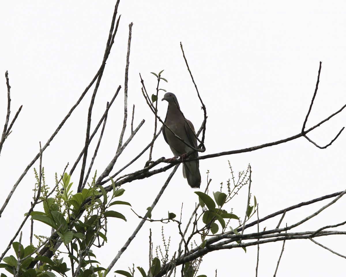 Paloma Colorada - ML647377667