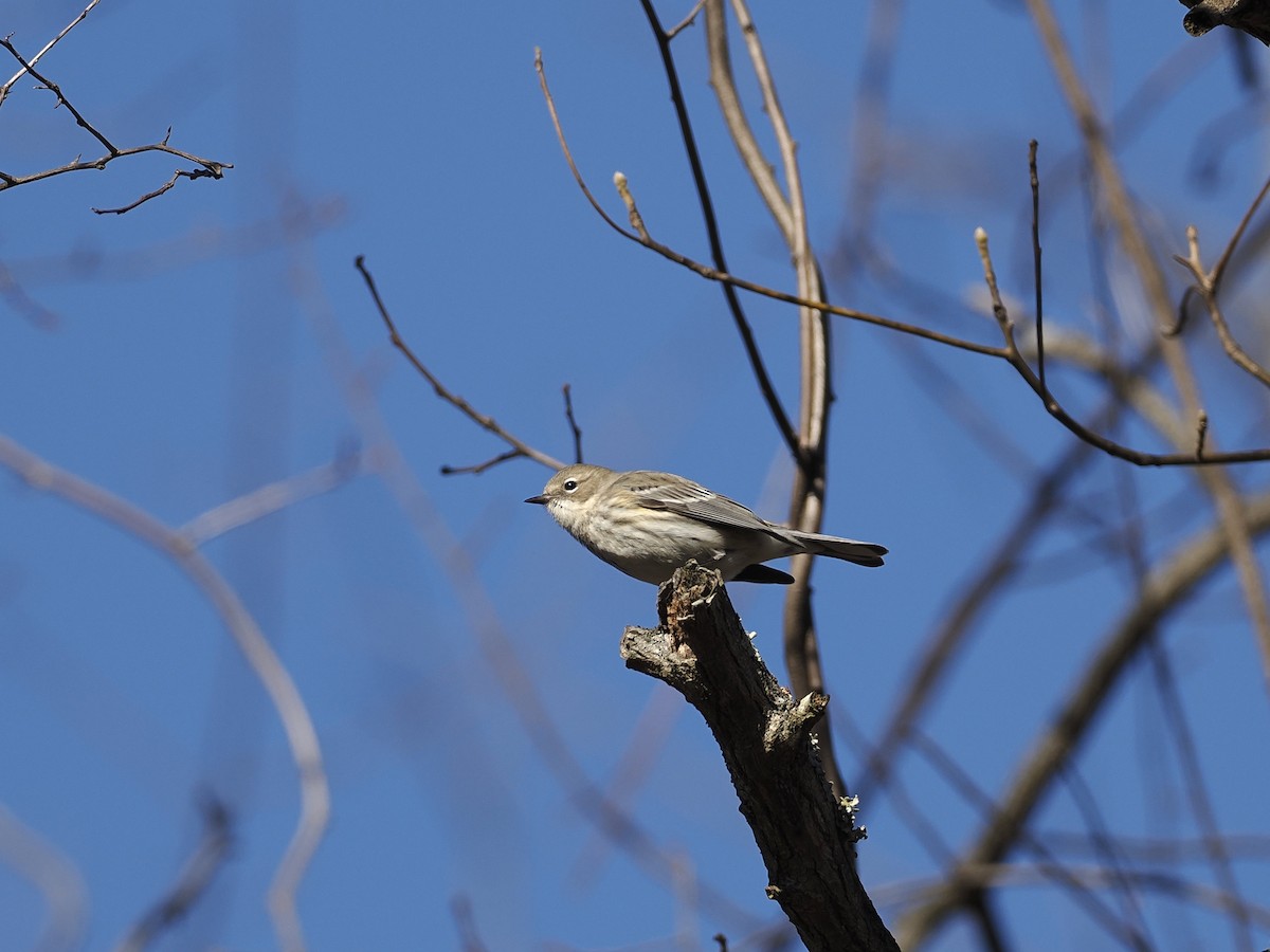 Yellow-rumped Warbler - ML647377688