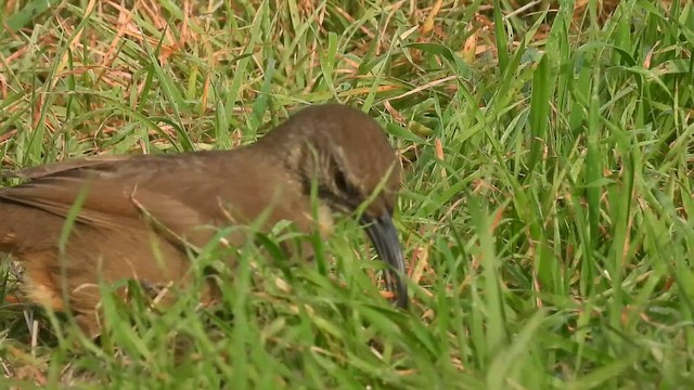 Калифорнийский пересмешник - ML647377691