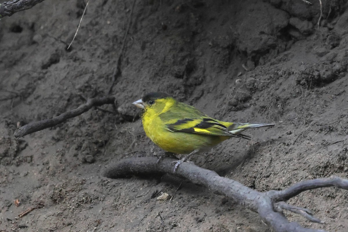 Black-chinned Siskin - ML647377696