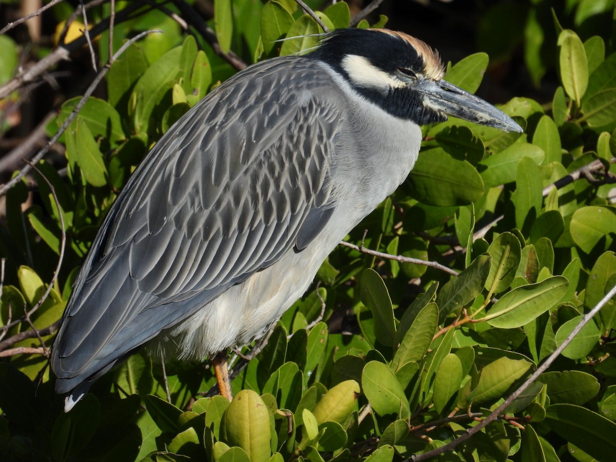 Sarı Tepeli Gece Balıkçılı - ML647377706