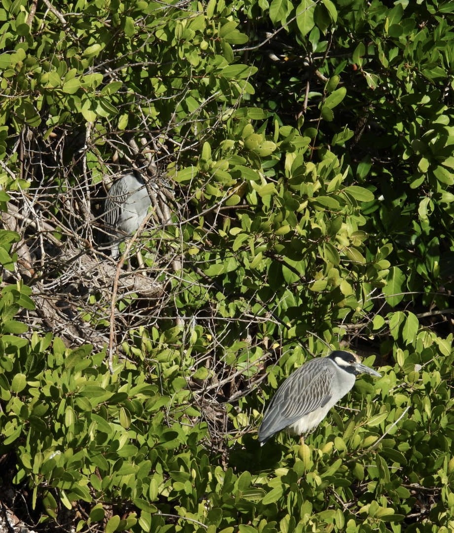 Sarı Tepeli Gece Balıkçılı - ML647377707