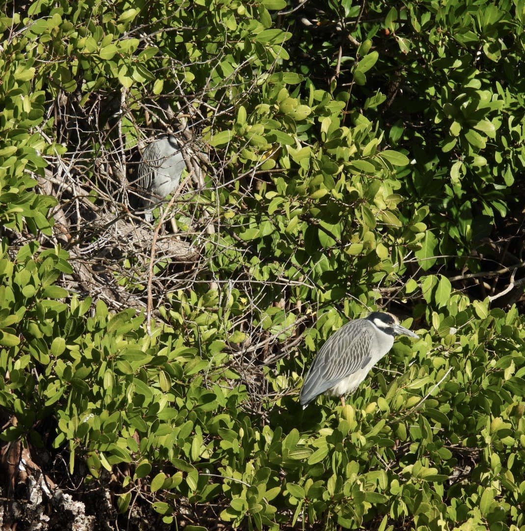 Sarı Tepeli Gece Balıkçılı - ML647377708