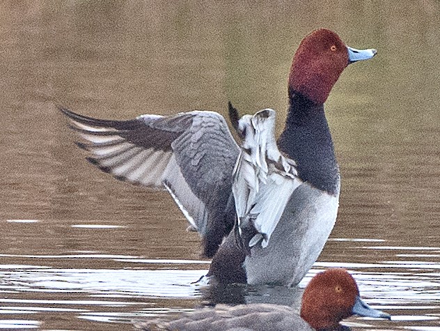Redhead - ML647377710