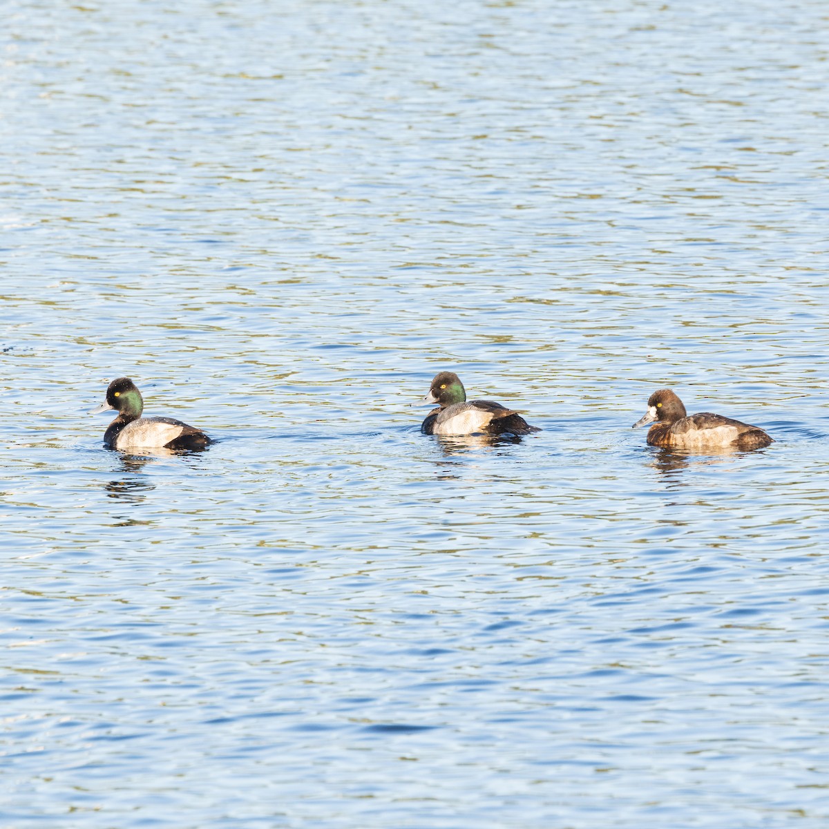 Малая морская чернеть - ML647377719