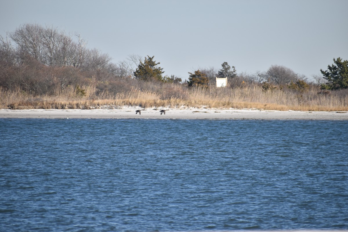 American Black Duck - ML647377722