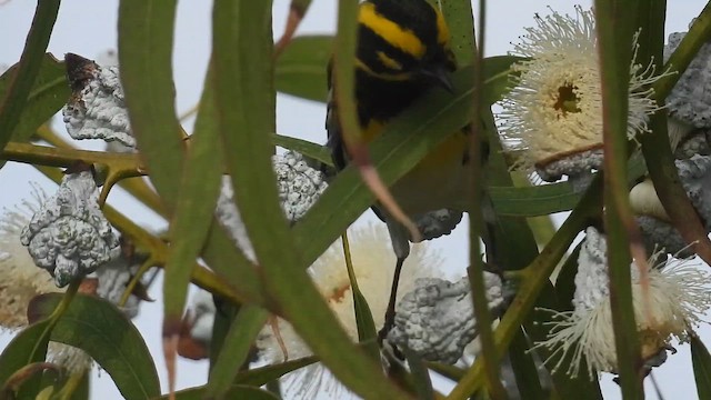 Желтобровая древесница - ML647377725