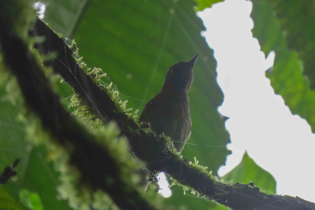 Olive-striped Flycatcher - ML647377734