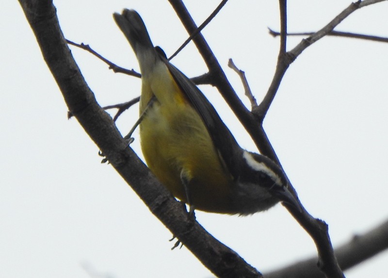 Sucrier à ventre jaune - ML647377752