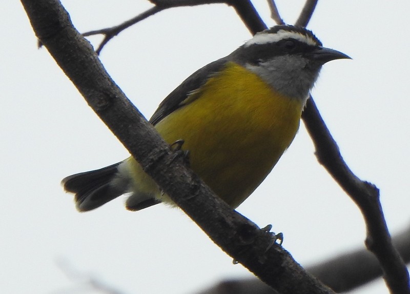 Sucrier à ventre jaune - ML647377753