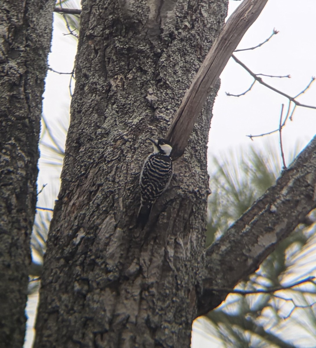 Red-cockaded Woodpecker - ML647377755