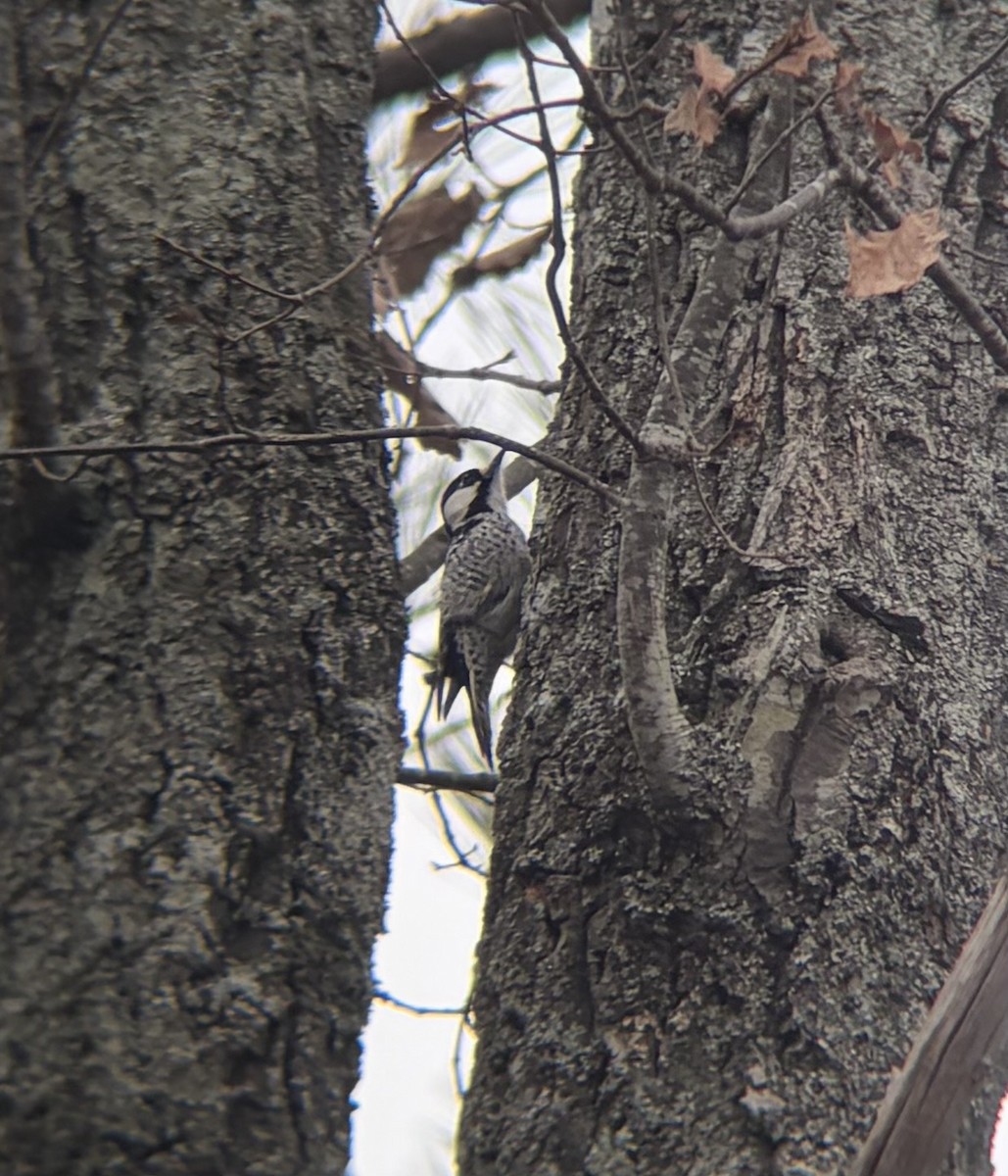 Red-cockaded Woodpecker - ML647377756