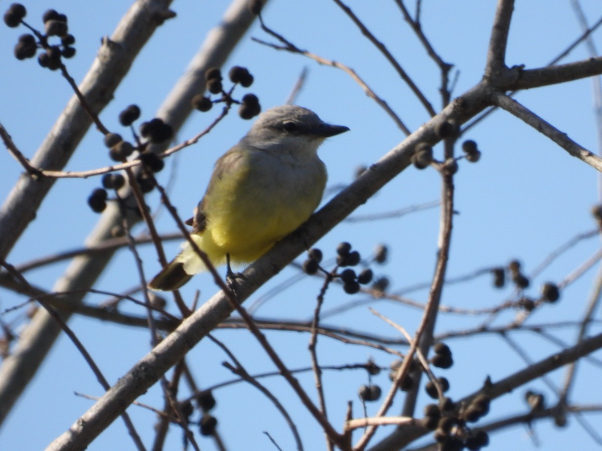 Западный тиранн - ML647377761