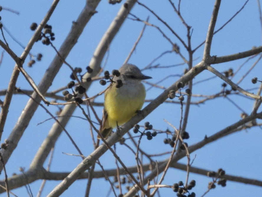 Западный тиранн - ML647377762