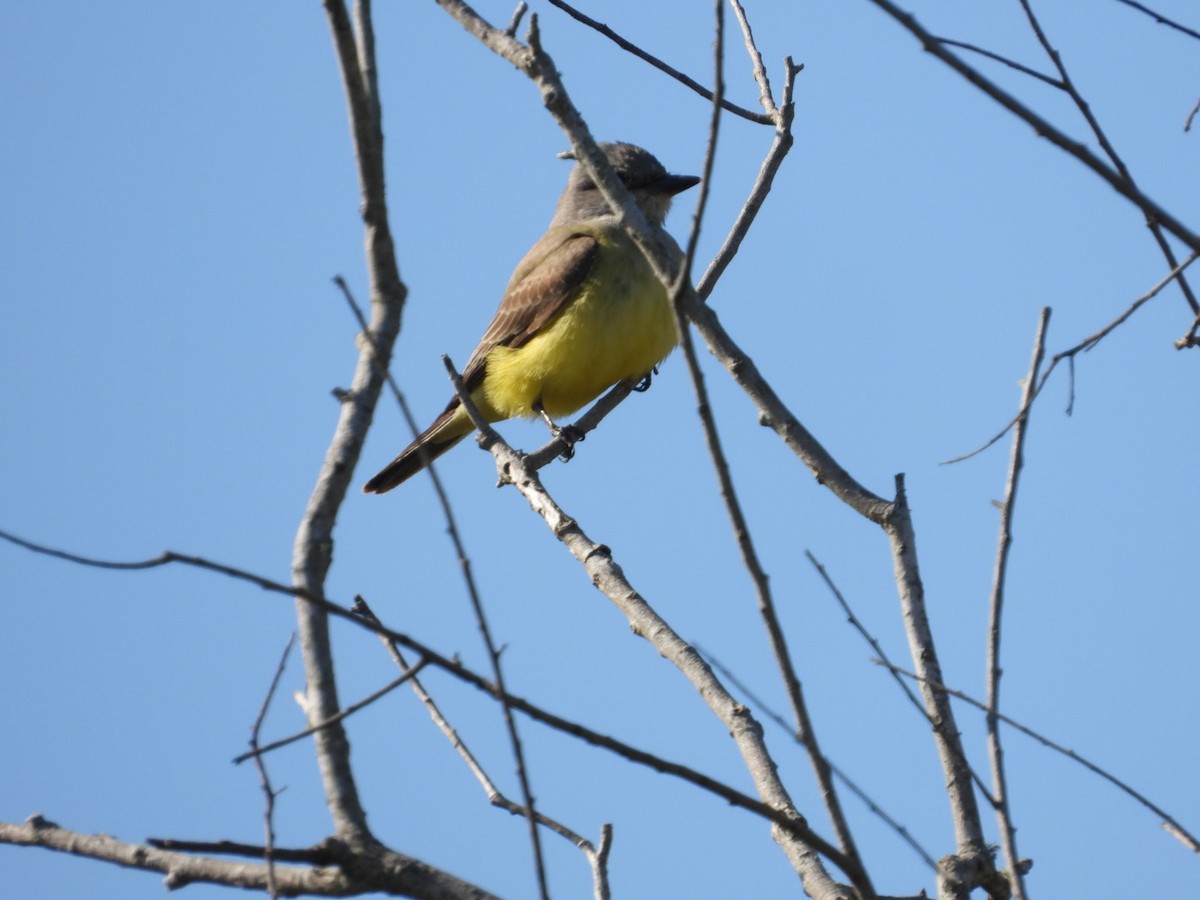 Западный тиранн - ML647377763