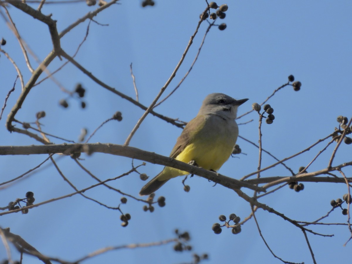 Западный тиранн - ML647377764