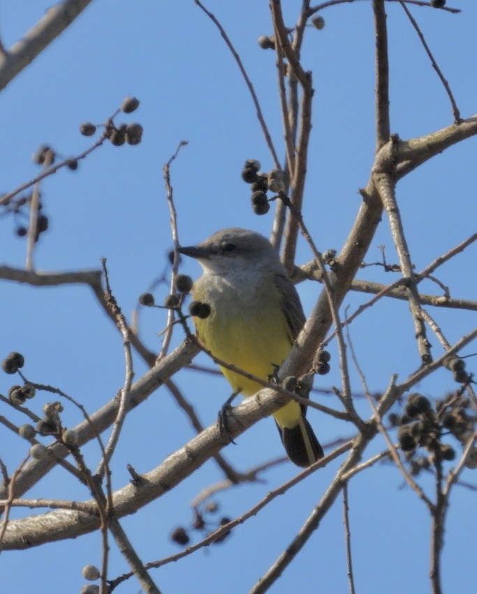 Западный тиранн - ML647377765