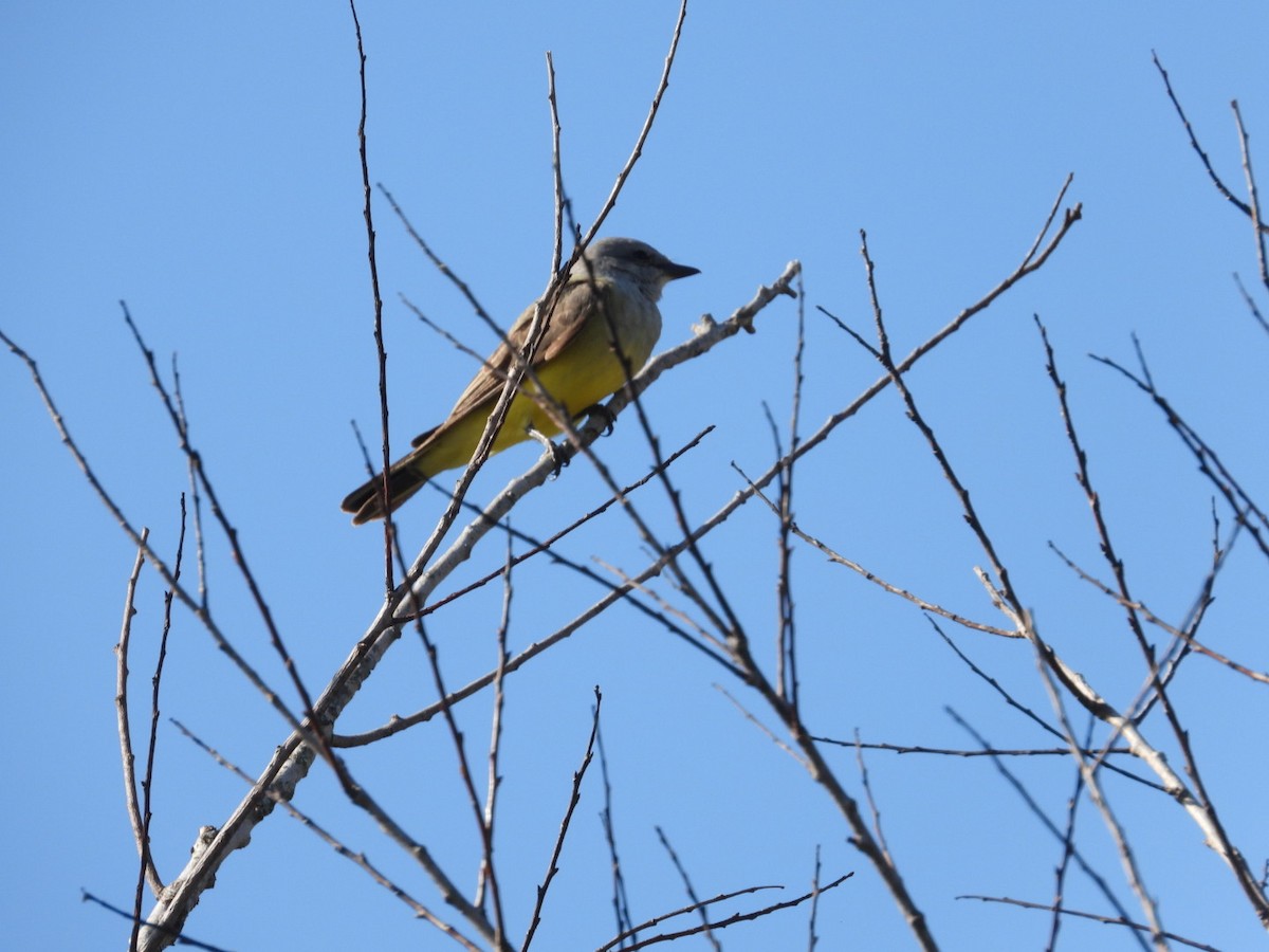 Западный тиранн - ML647377766