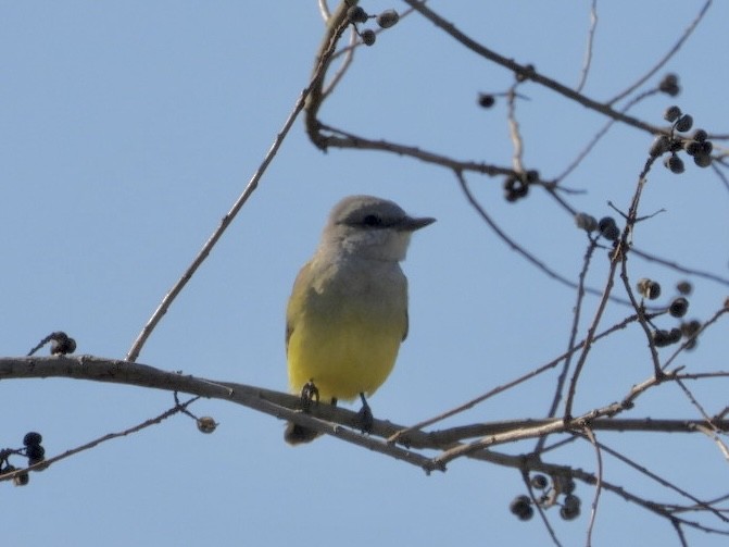 Западный тиранн - ML647377767