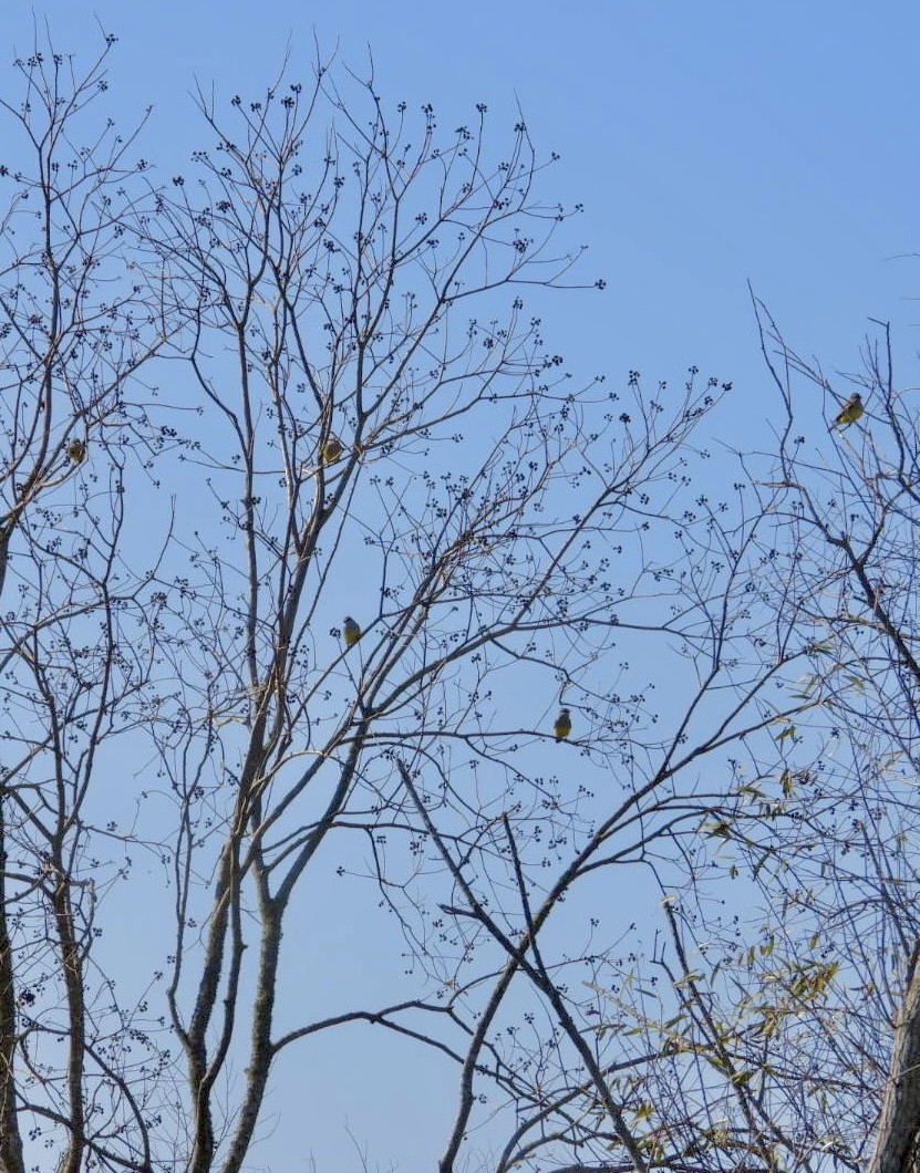 Западный тиранн - ML647377768