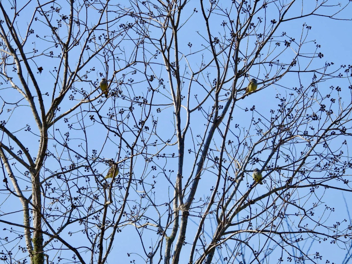 Западный тиранн - ML647377769