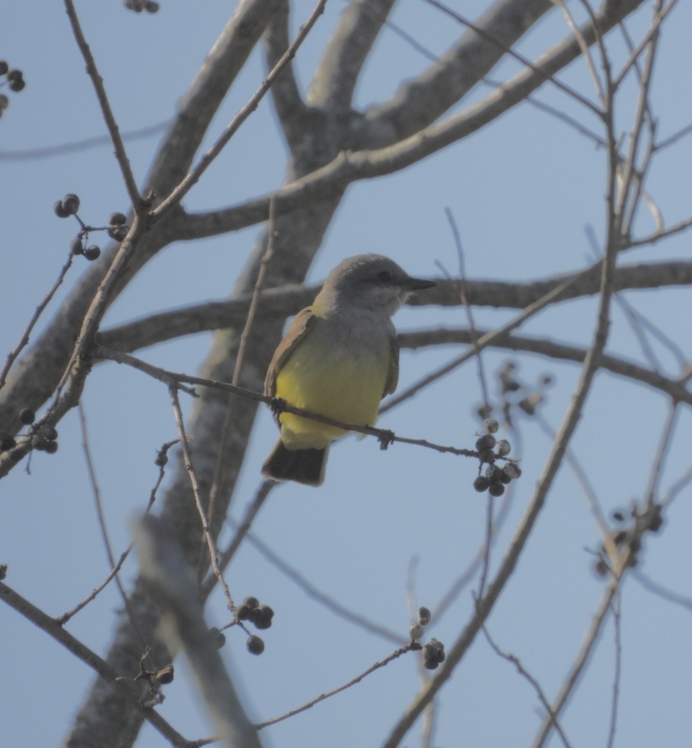 Западный тиранн - ML647377770